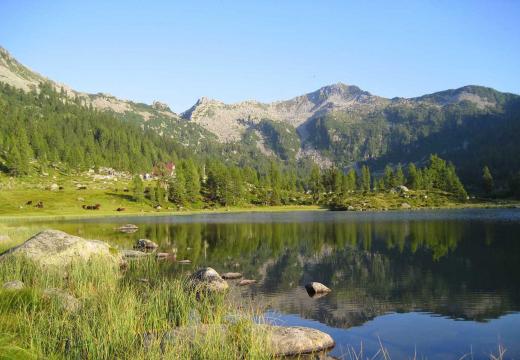 Una trota pescata sul torrente Noce