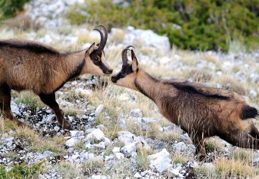 I camosci nel Parco Nazionale dello Stelvio