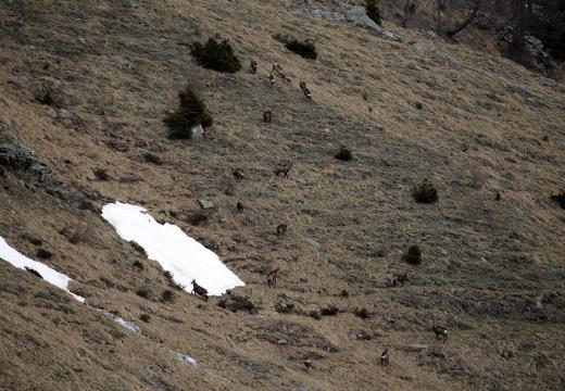 Stambecco sulle cime della Val di Rabbi