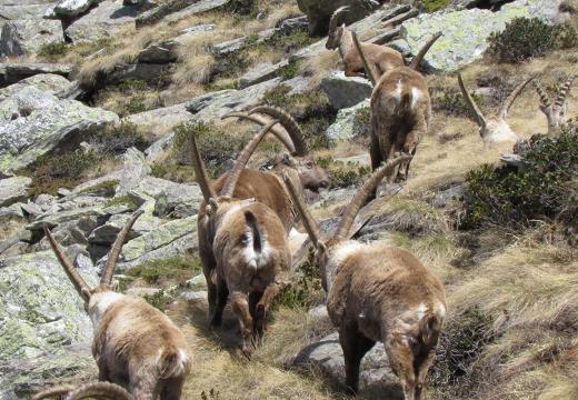 Stambecchi del Parco Nazionale dello Stelvio