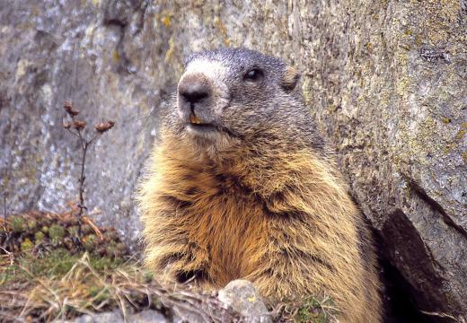 La marmotta nel Parco Nazionale dello Stelvio