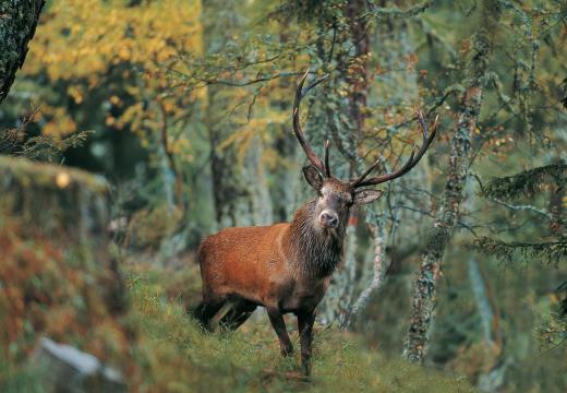 Il Cervo nel Parco Nazionale dello Stelvio