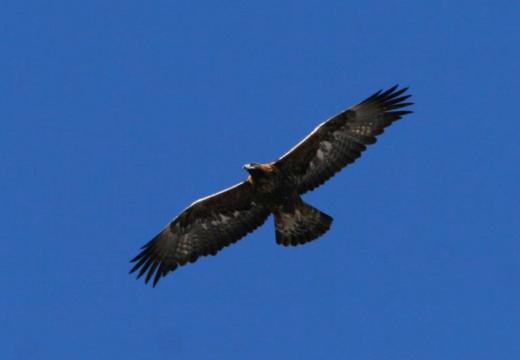 Gli uccelli del Parco Nazionale dello stelvio