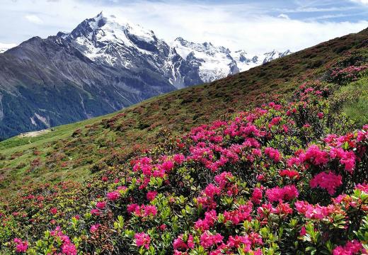 La flora del Parco dello Stelvio