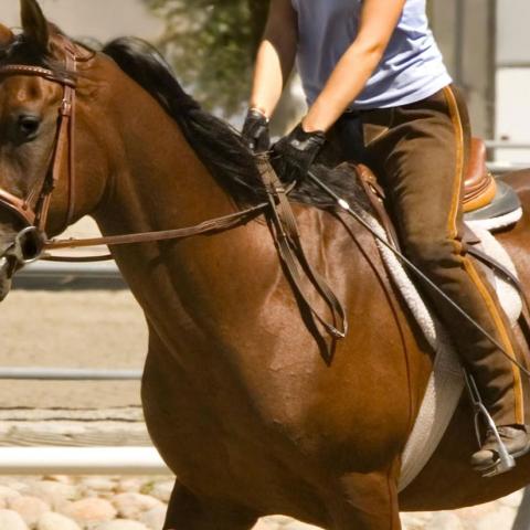 Equitazione Malga Pellizzano