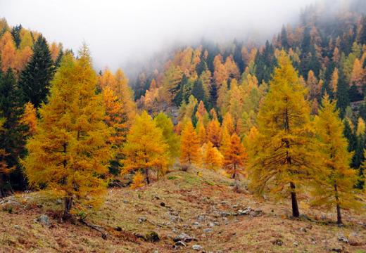 Larici in autunno